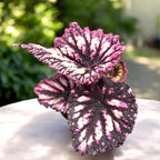 Begonia rex ‘Fireworks’ - babyplant