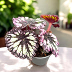 Begonia rex ‘Fireworks’ - babyplant