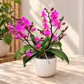 Phalaenopsis Liu's Triprince 'Pink' duftend