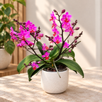 Phalaenopsis Liu's Triprince 'Pink' duftend
