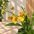 Oncidium Joost