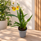 Oncidium Joost
