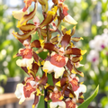 Colmanara Tropic Jungle – duftend