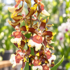 Colmanara Tropic Jungle – duftend