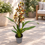Colmanara Tropic Jungle – duftend