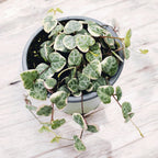 Ceropegia woodii 'Marlies' VARIEGATA (String of hearts)