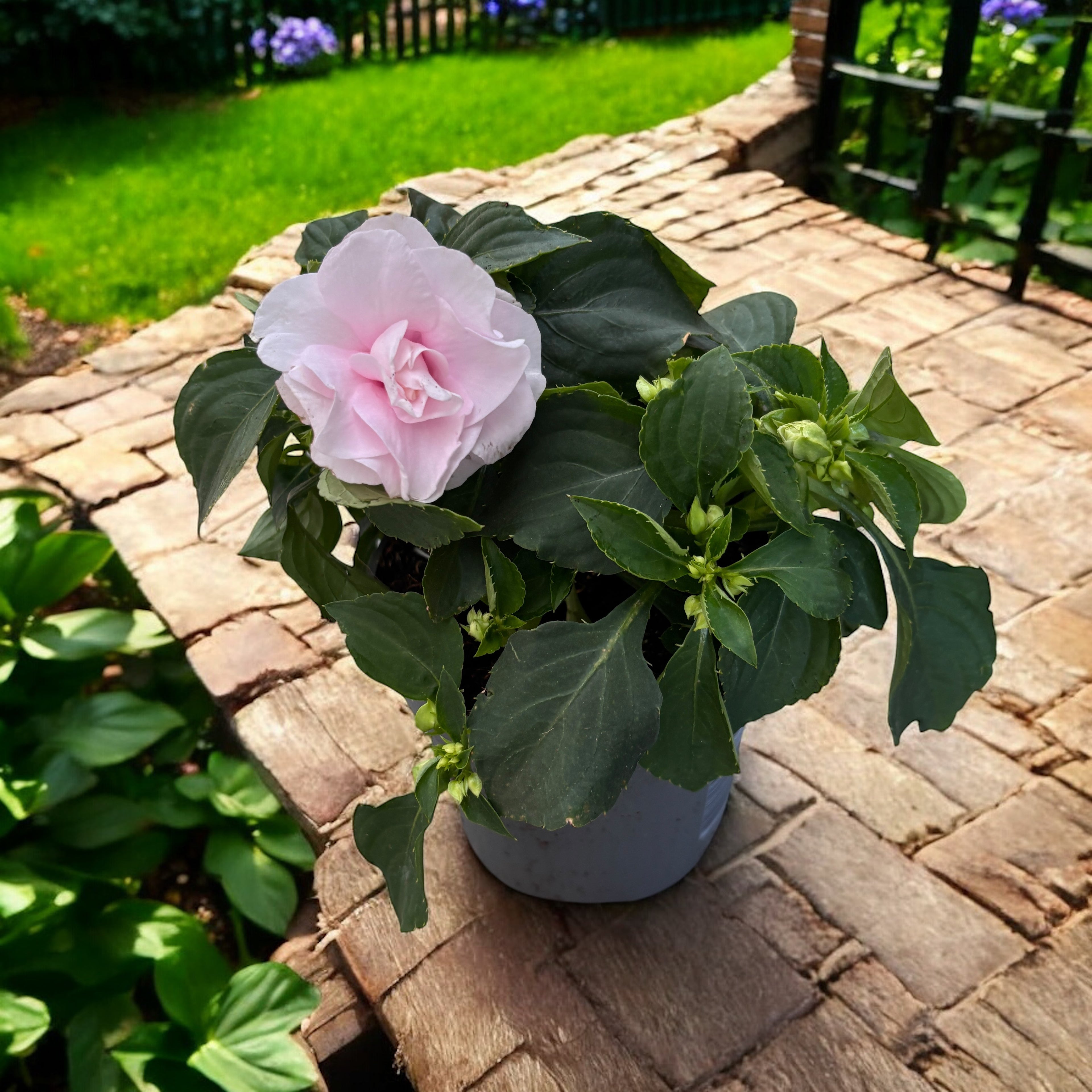 Impatiens Glimmer Double Appleblossom (hišni spor z dvojno svetlo rožnato cvetjo)