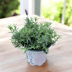 Rosa Lavendel im Topf - Lavandula angustifolia 'Rosea' (Jean Davis)