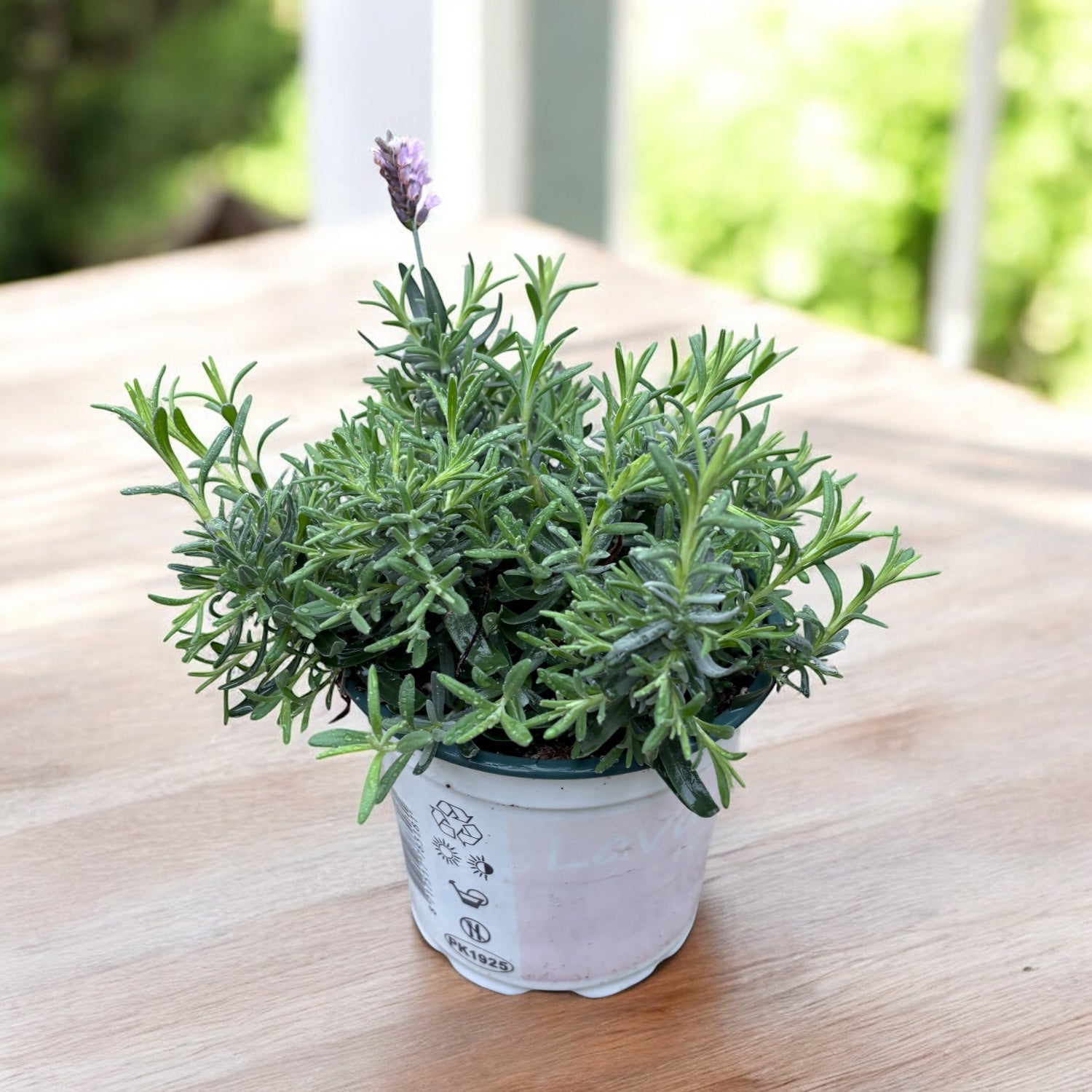 Rosa Lavendel im Topf - Lavandula angustifolia 'Rosea' (Jean Davis)