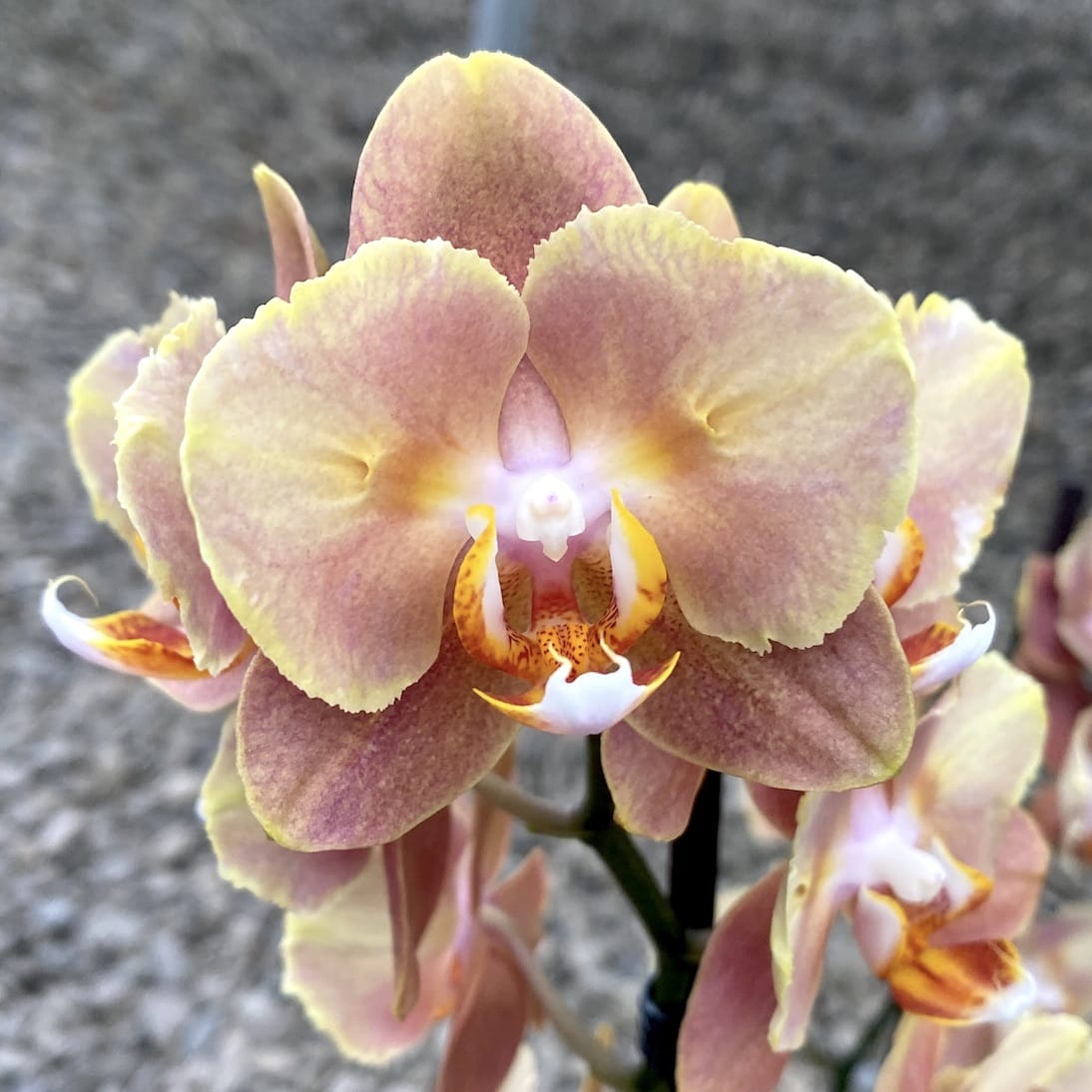 Phalaenopsis Brownie peloric