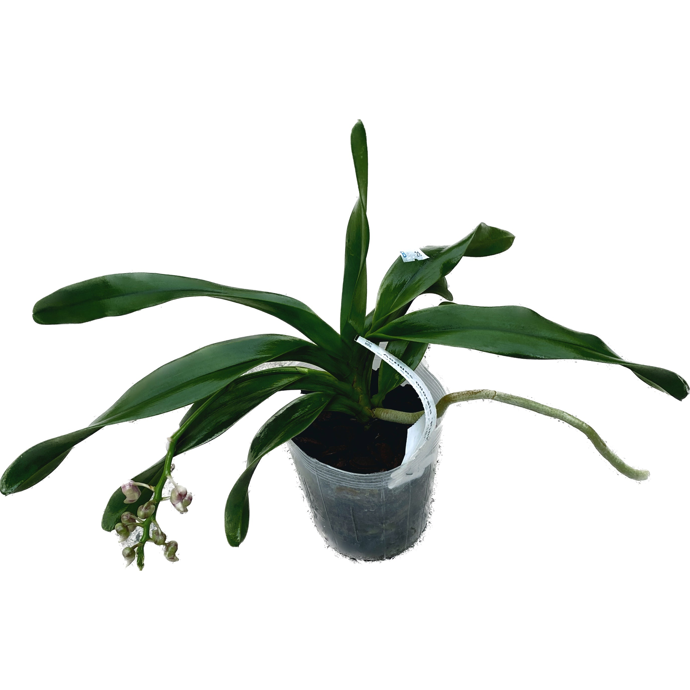 Aerides odorata 'Pink' *parfumata