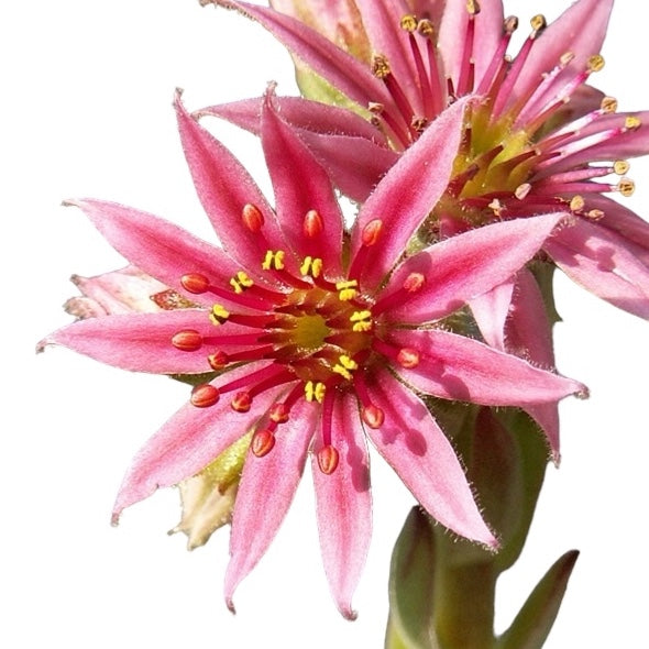 Sempervivum 'Lone Star' (planta urechelnita)