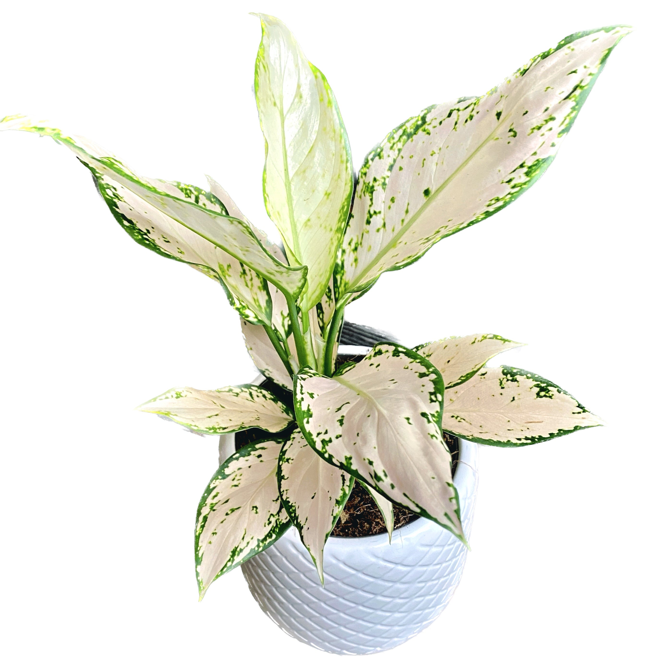 Aglaonema 'Vanilla Baby'