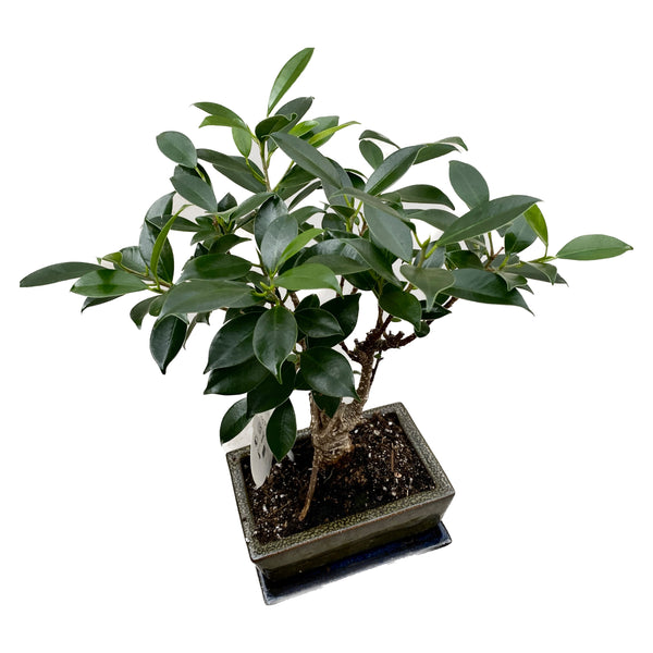 Bonsai-Ficus Retusa