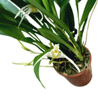 Maxillaria bolivarensis