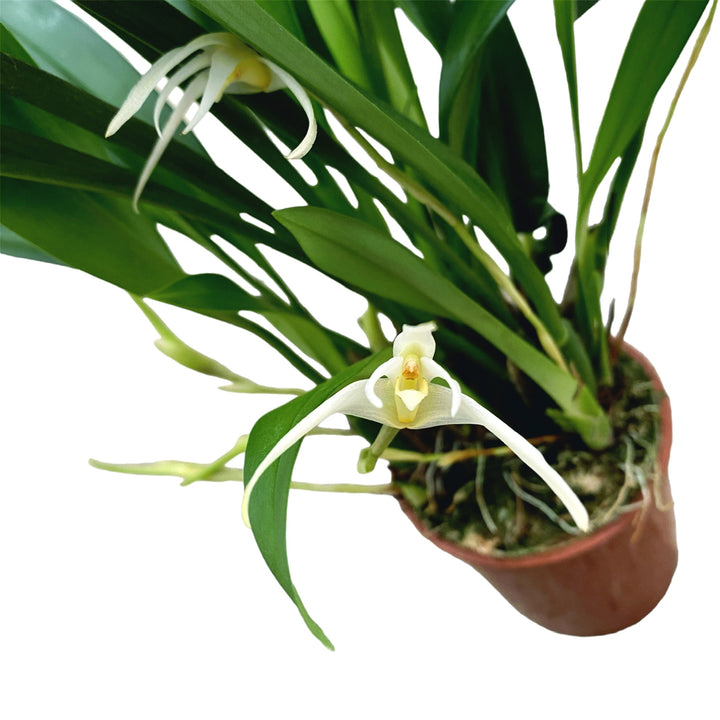 Maxillaria bolivarensis