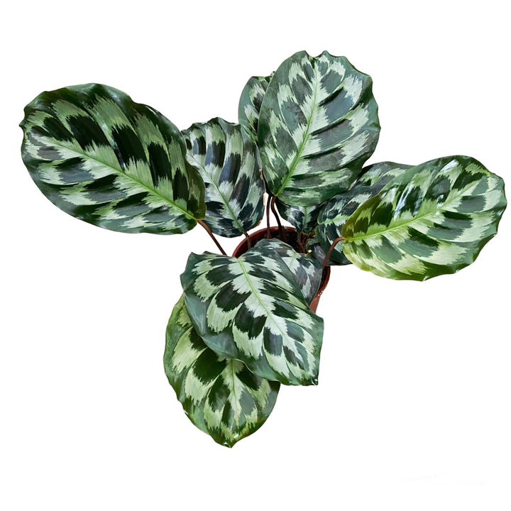 Calathea dressleri 'Helen Kennedy'