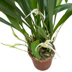 Maxillaria bolivarensis