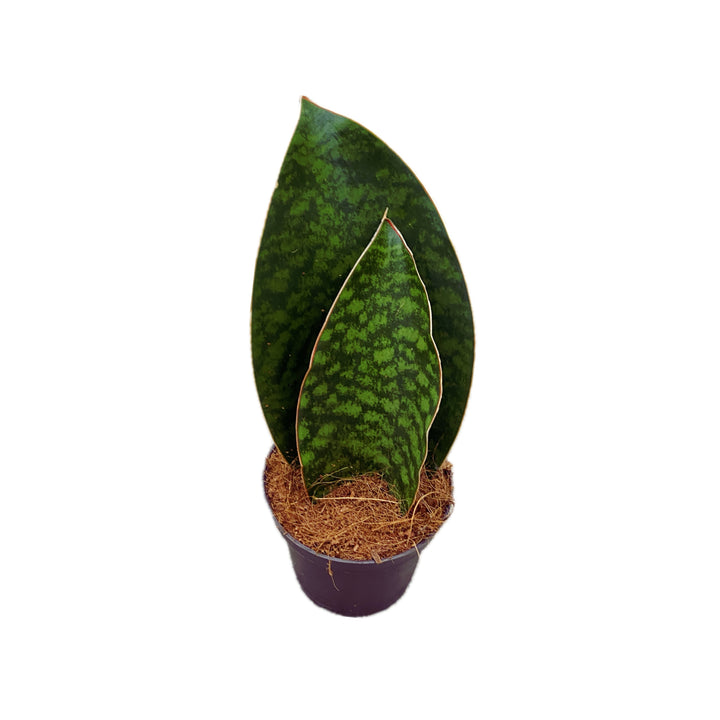 Sansevieria masoniana