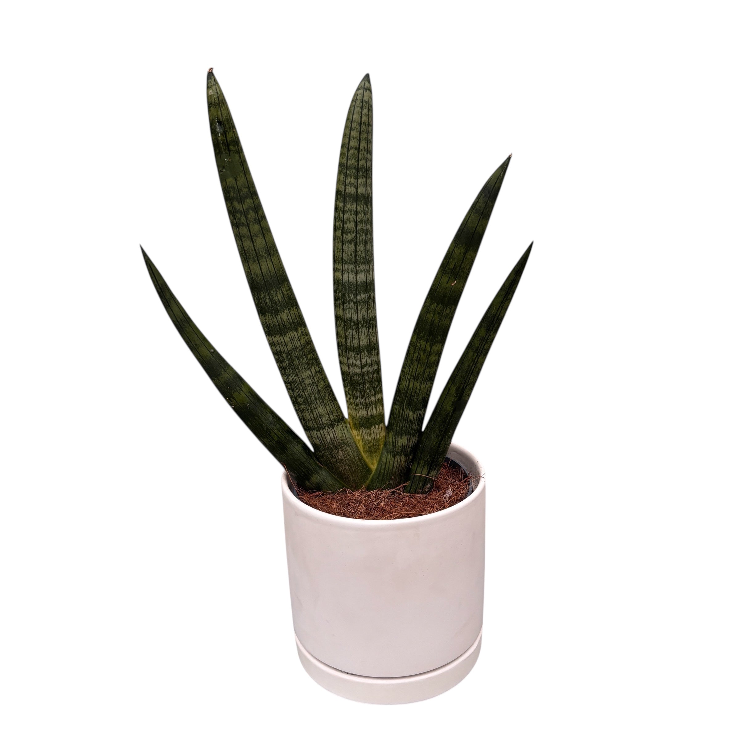 Sansevieria cylindrica 'Handshake'(Planta sarpe)