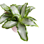 Murdannia loriformus 'Bright Star'