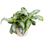 Murdannia loriformus 'Bright Star'