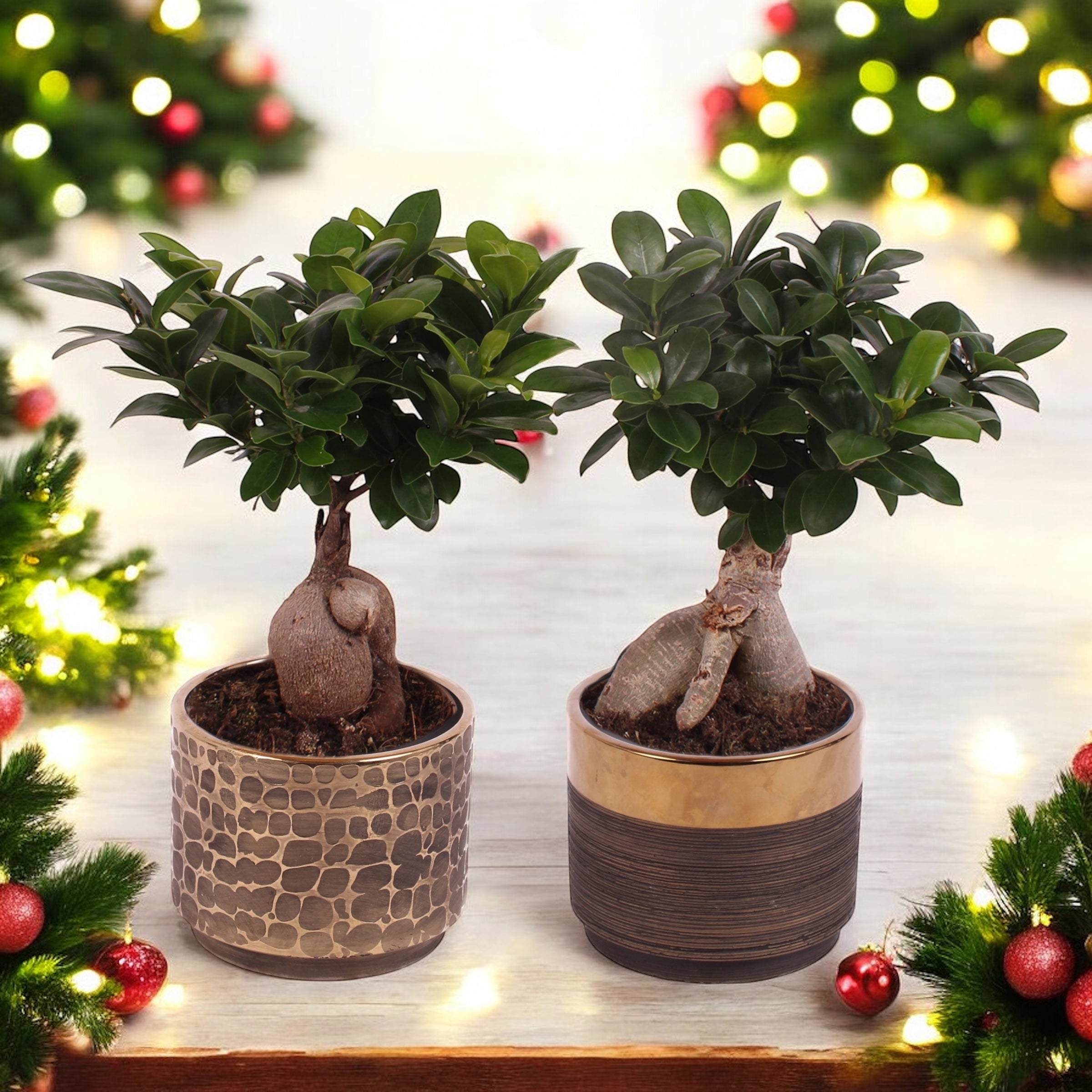 Bonsai - Ficus microcarpa ‘Ginseng’