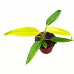 philodendron golden spear Philodendron 'Calkins Gold' (Goldiana, Golden Spear) – Secret Garden Plant Shop