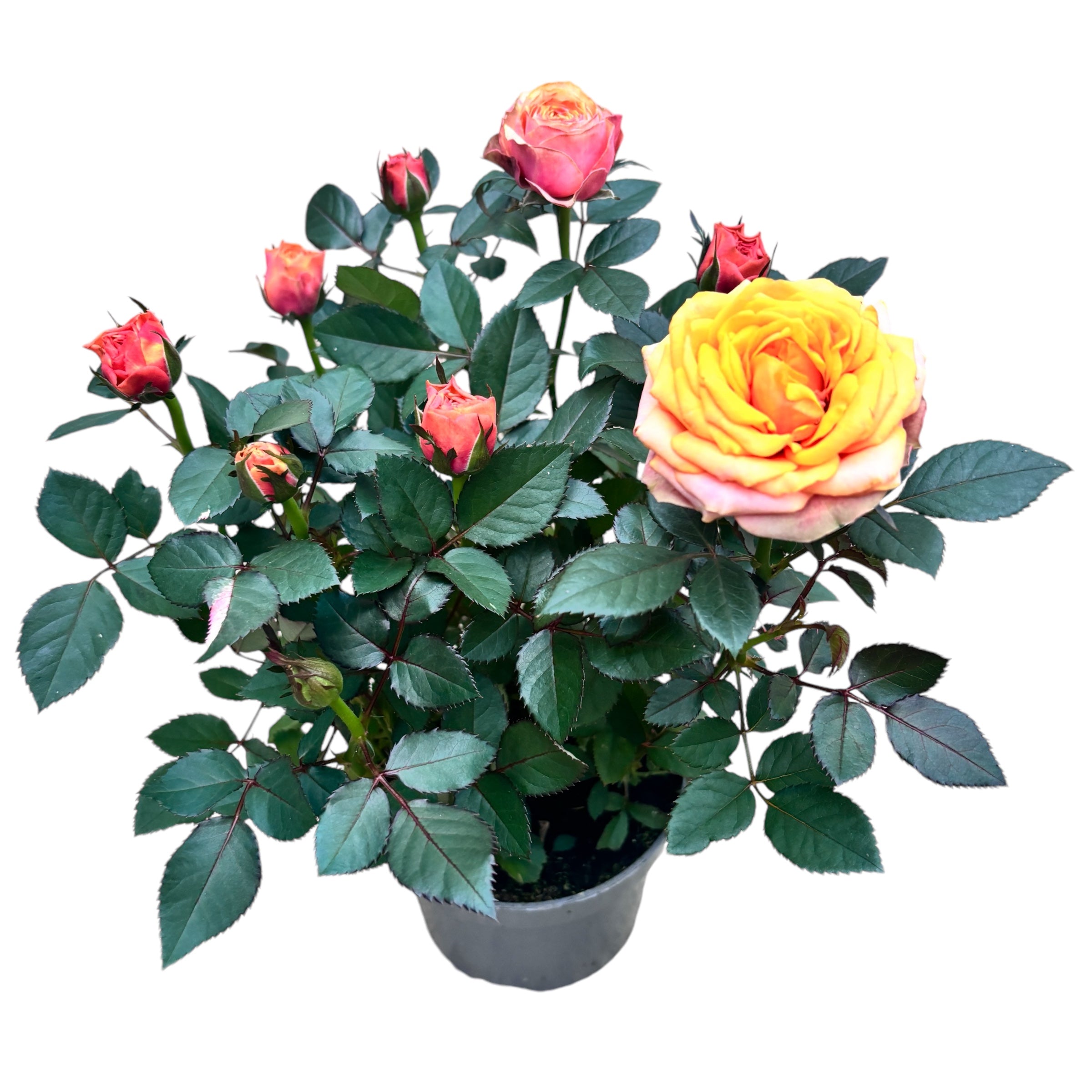 Trandafiri pitici Rosa 'Firebird' (Kordana Grande) - flori mari si