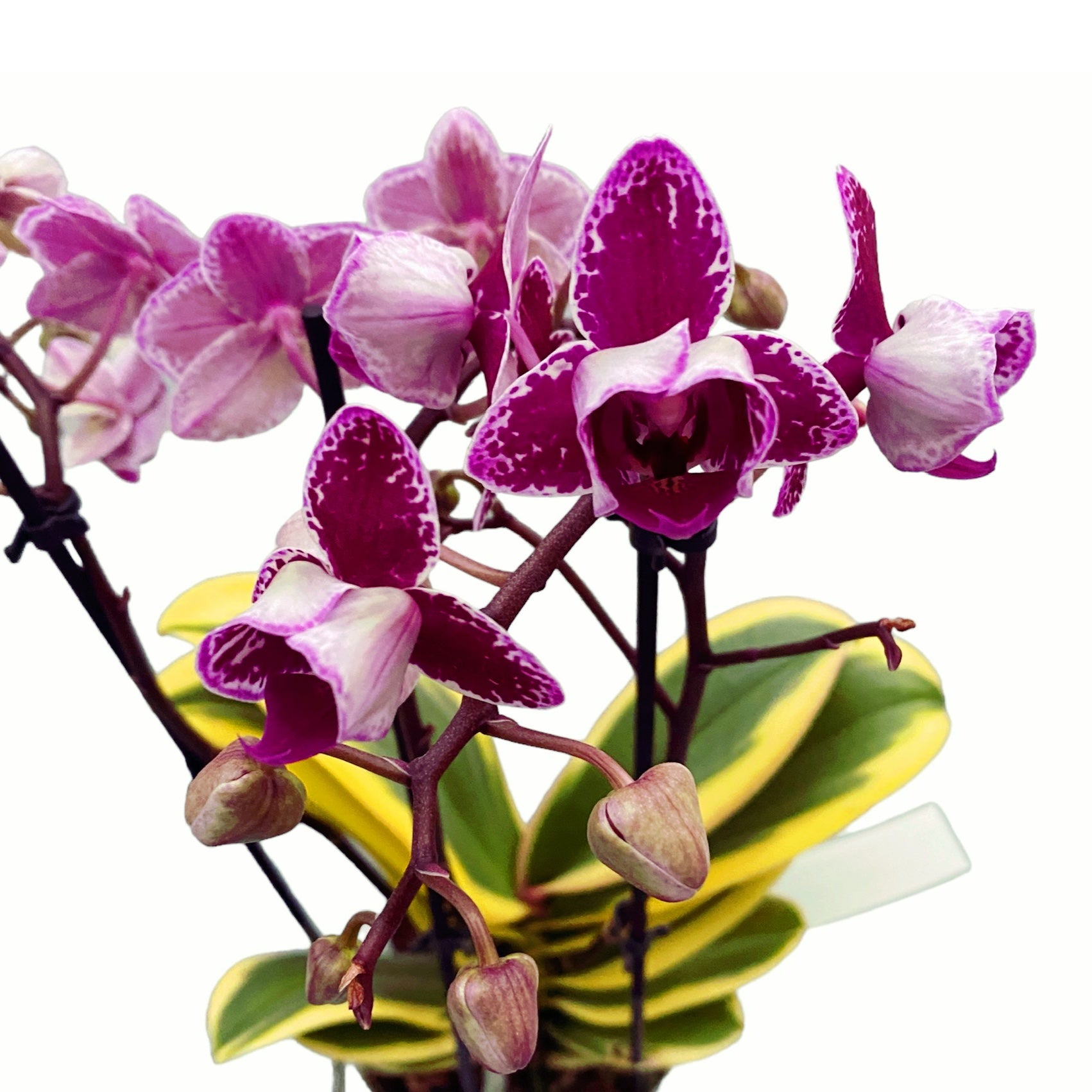 Phalaenopsis Chia E Yenlin (buntblättrig) - pelorische Blüten