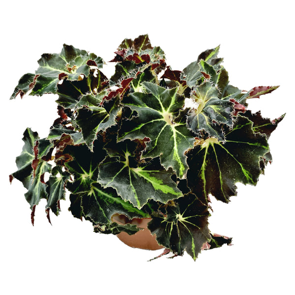 Begonia Evy