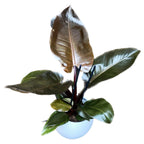 Philodendron 'Imperial Red'
