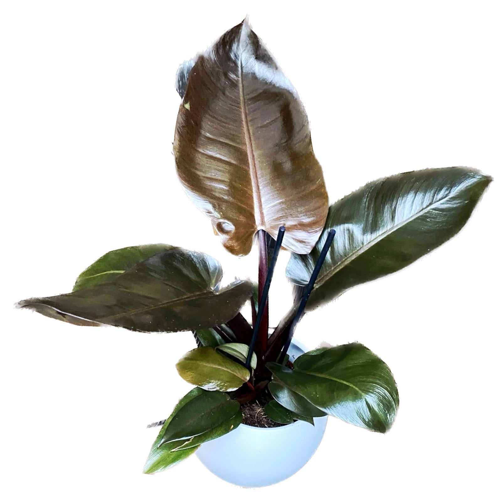 Philodendron 'Imperial Red'