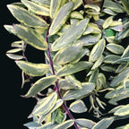 Aeschynanthus Bolero cu frunze variegate (Lipstick plant)