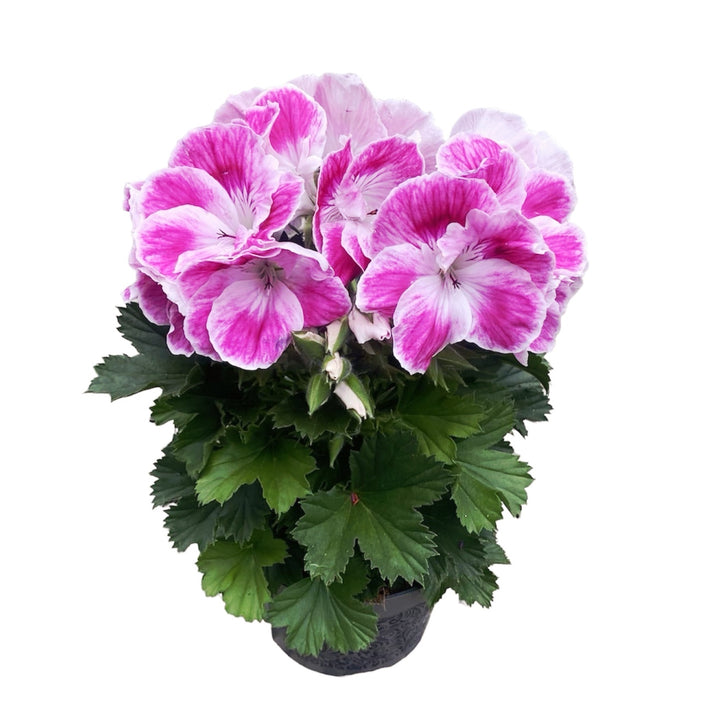 Pelargonium Don Amalia