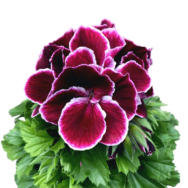 Pelargonium Don Bastino - English geraniums