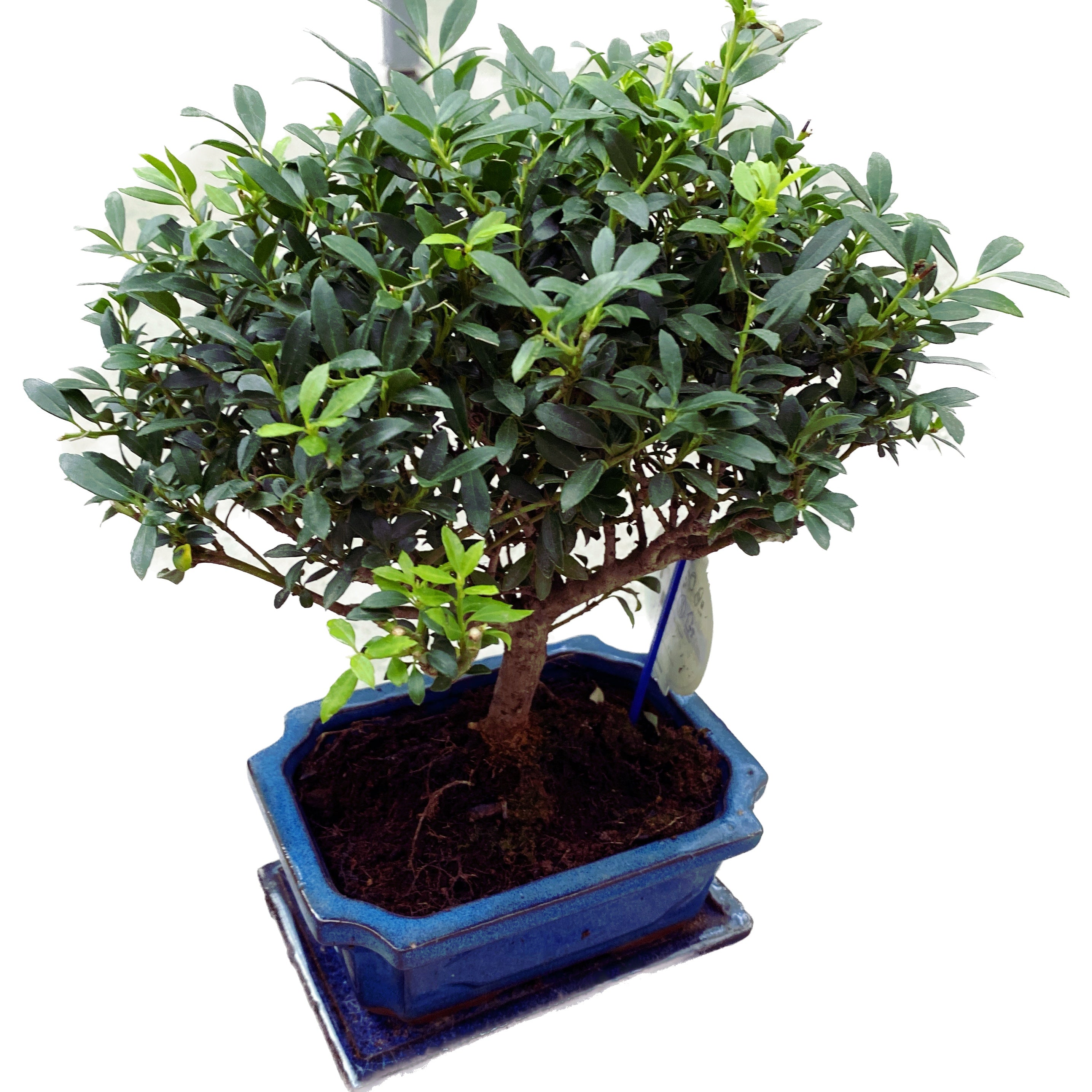 Bonsai Ilex – Secret Garden Plant Shop