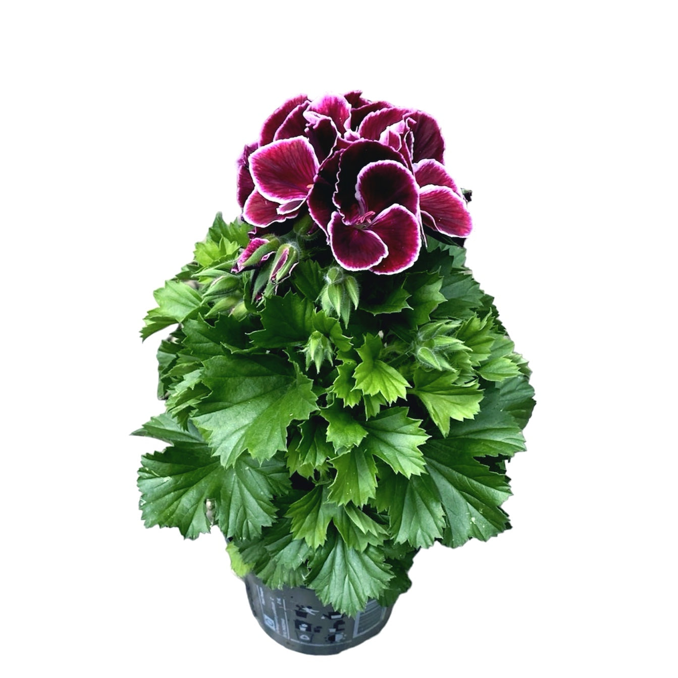 Pelargonium Don Bastino - muscate englezesti