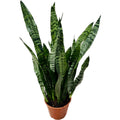Sansevieria Trifasciata Zeylanica D17