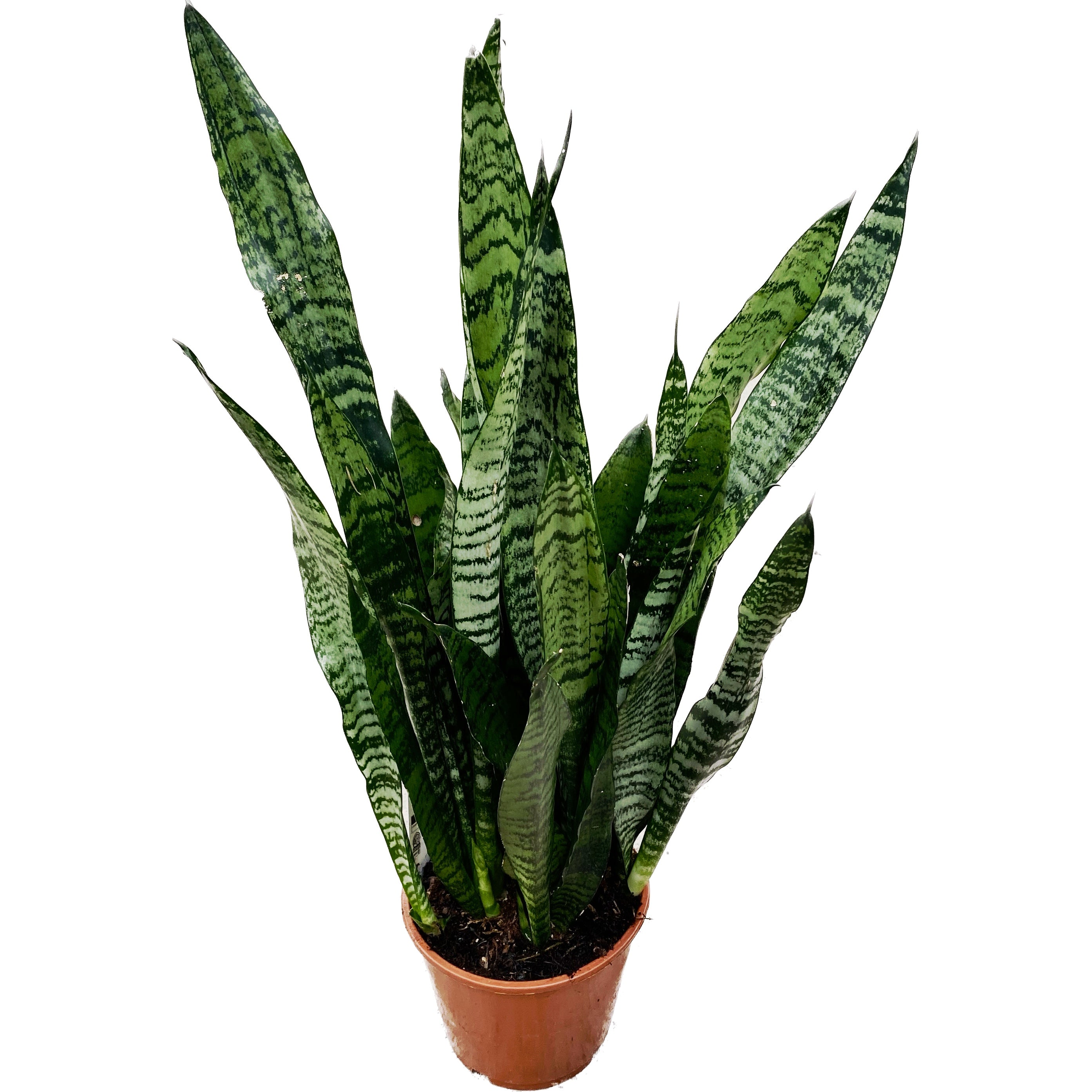 Sansevieria Trifasciata Zeylanica D17