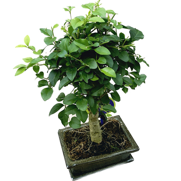 Bonsai Ligustrum - bonsai for beginners