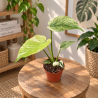 Monstera deliciosa 'Mint' - Mint-green variegated Monstera