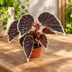 Begonia darthvaderiana ‘Green Spots’ – tropický klenot s sametovými listy a jasně zelenými skvrnami