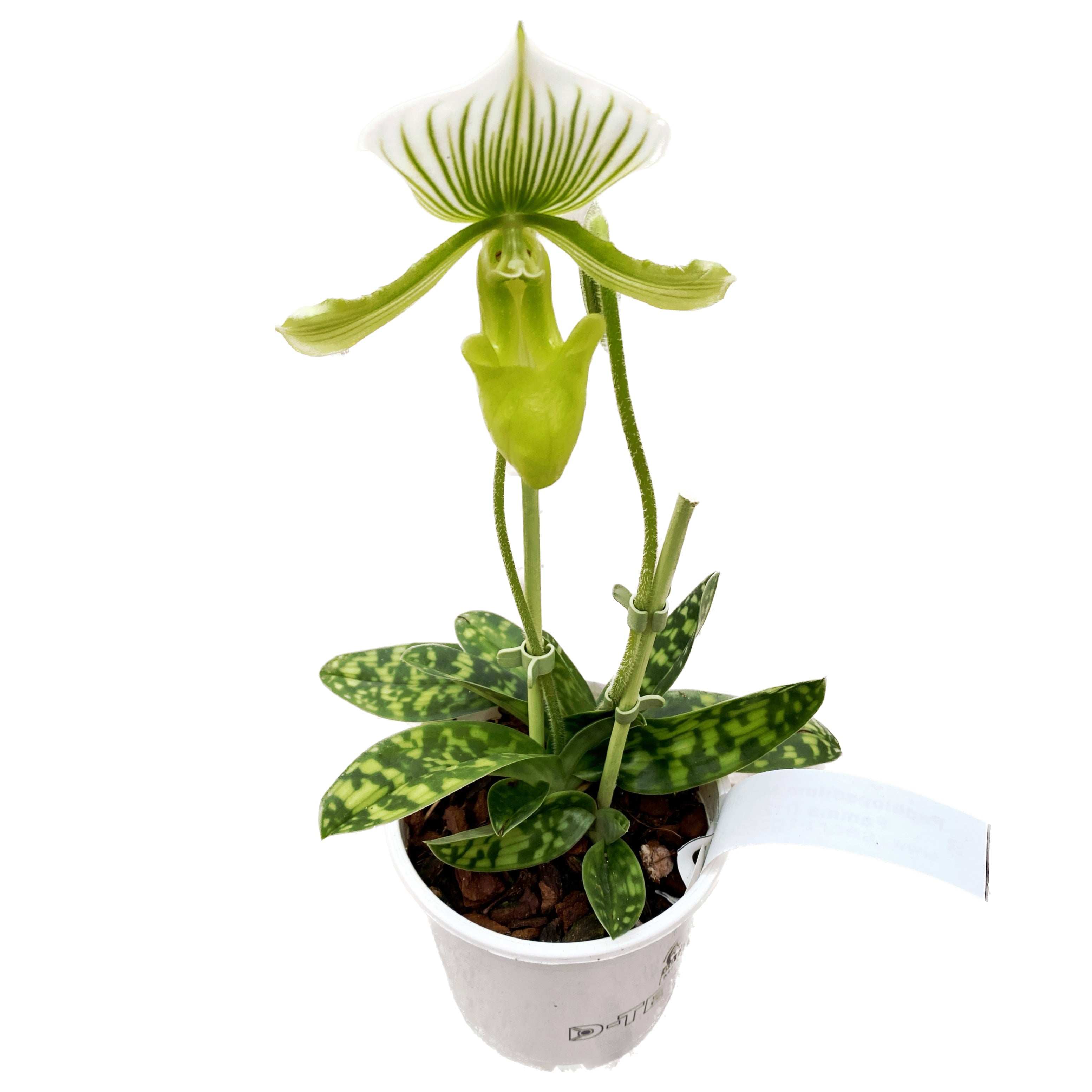 Paphiopedilum Maudiae Femma