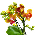 Phalaenopsis Lioulin Oranje D12 - pelorische en geurige bloemen