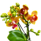 Phalaenopsis Lioulin Oranje D12 - pelorische en geurige bloemen