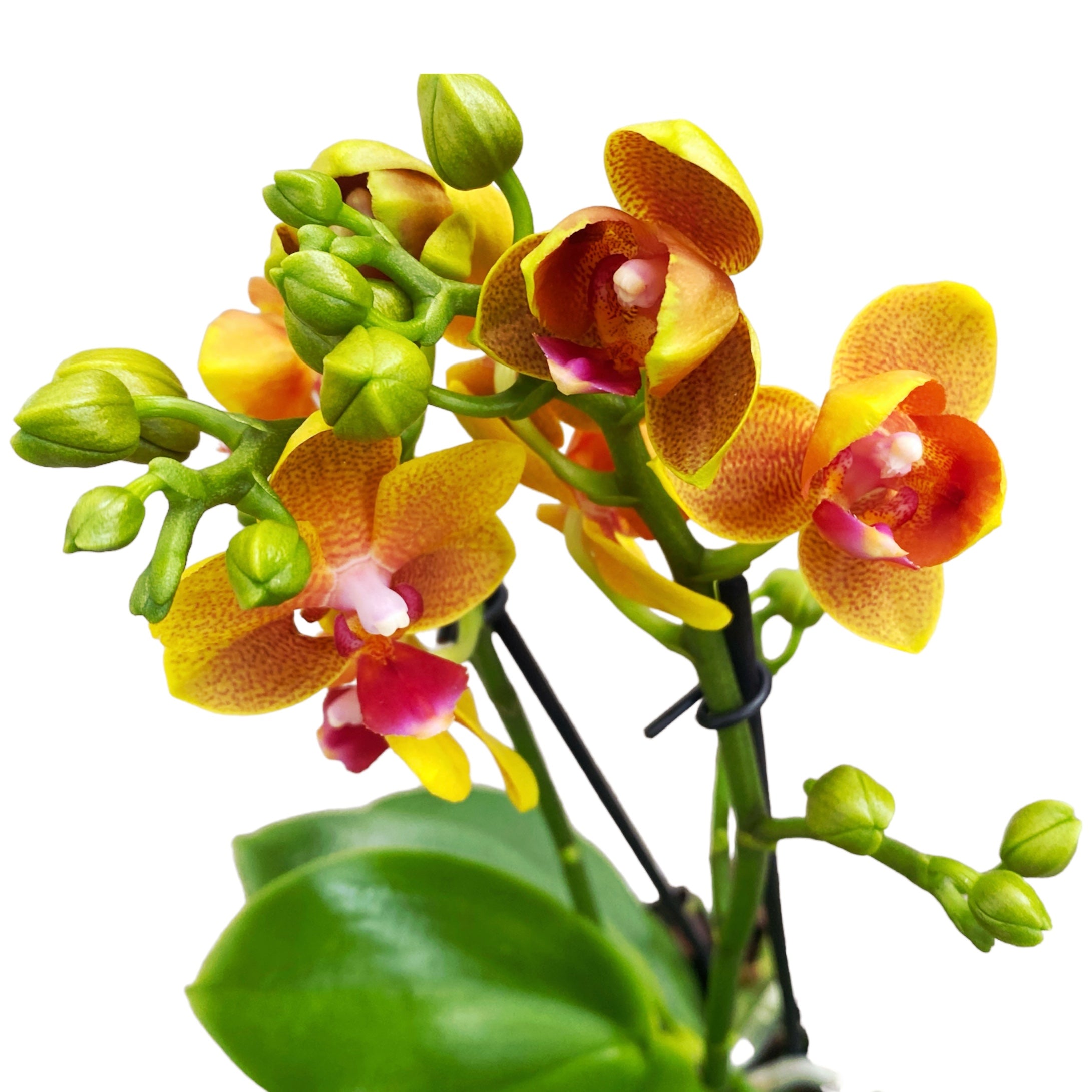 Phalaenopsis Lioulin Orange D12 - flori pelorice si parfumate