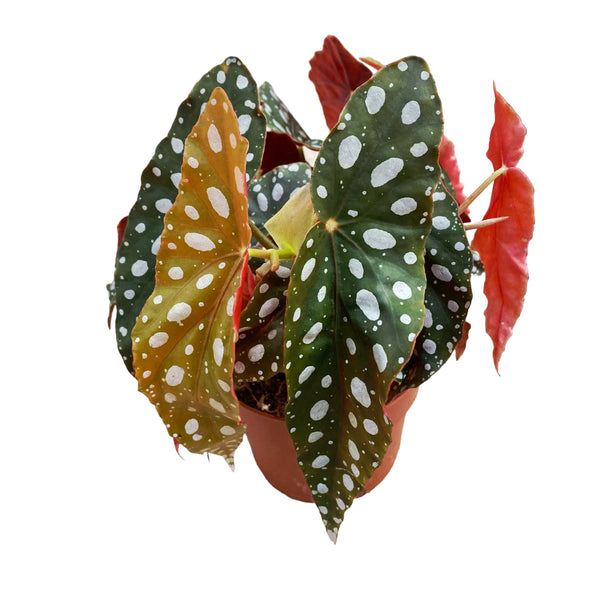 Begonia Maculata var. wightii (Polka Dot Begonia) 