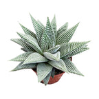 Haworthia limifolia Spider White