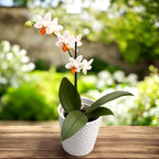 Phalaenopsis Mini Mark
